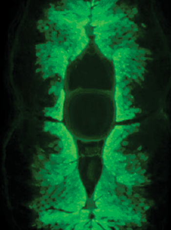 Image: Fluorescent protein in Unagi muscle cells (Photo courtesy of RIKEN).